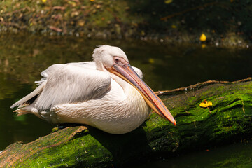 Great White Pelican(Pelecanus Onocrotalus) sitting on tree