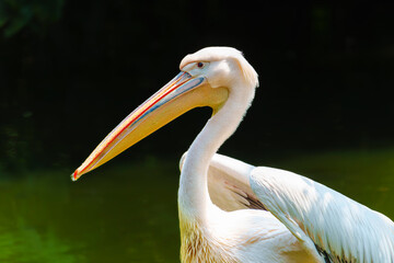 Great white or eastern white pelican, rosy pelican or white pelican is a bird in the pelican family