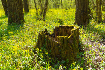 Old stump in spring green forest