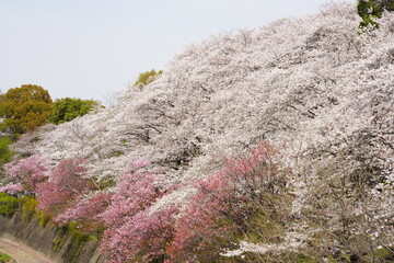 桜　昭和記念公園
