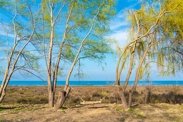 Swing between trees on the coast
