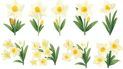 Set of beautiful narcissus flowers for cards poster - obrazy, fototapety, plakaty