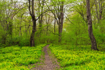 Walking path in a spring forest park