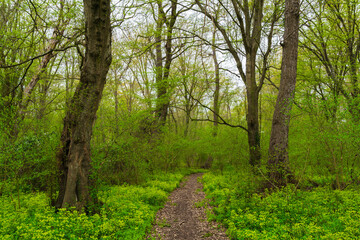 Fototapeta na wymiar Walking path in a spring forest park