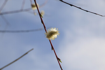 Blooming willow twigs with blue sky background