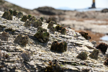 【羽豆岬】海岸の岩場についた藤壺