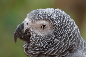 a parrot looking intently ahead while perched on a perchy