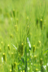 鮮やかに元気よく育つ、青々とした若い大麦の穂（自然光＋マクロ接写写真）