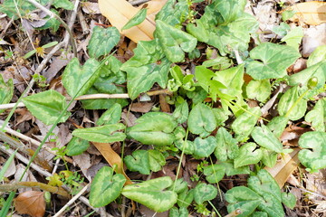 シクラメンヘデリフォリウム