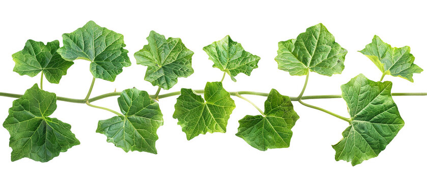 Close shot of a pumpkin bunch with a beautiful growth and big leaves with a transparent background or PNG, Generative AI.