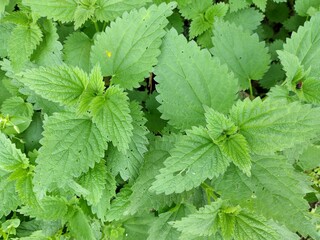 Bunch of common nettle or stinger. Closeup, Birds eye view. Stinging hairs (hypodermic needles) on...