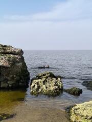 Ducks perched on coastal rocks surrounded by serene waters