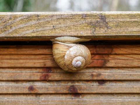 Grapevine snail on wood of a raised bed in the garden