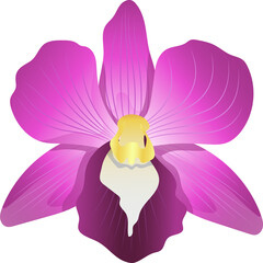 Beautiful single purple orchid flower graphic design decoration, PNG file no background  