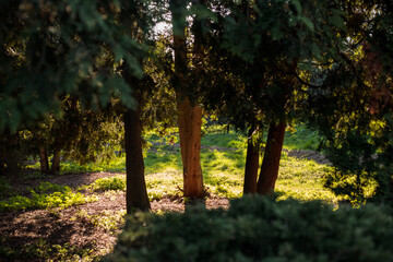 Trees located in a green meadow bathed in spring sunshine surrounded by plants and bushes