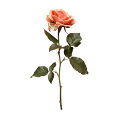 Single rose on stem with leaves - obrazy, fototapety, plakaty