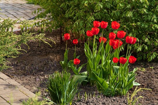 Bright red tulips on a flowers bed