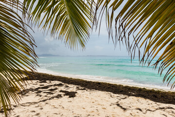 Fototapeta premium A beach with a palm tree in the foreground and a body of water in the background