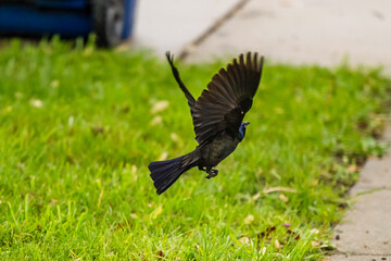 crow on the grass