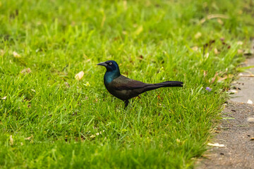 bird on the grass