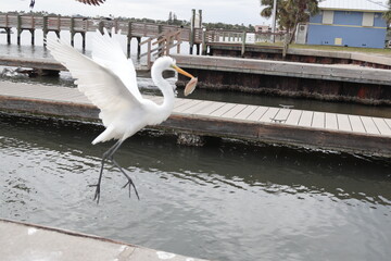 Great egret flying with is fish