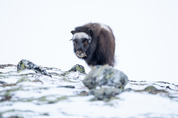 Beautiful portrait of a baby musk ox somewhat sideways looking at the camera with stones, bushes and moss in a snowy landscape between mountains in Norway, Europe - obrazy, fototapety, plakaty
