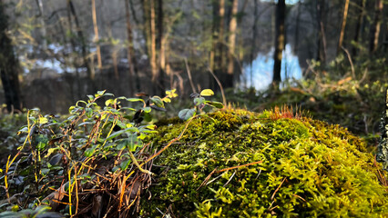 Close-up bright green forest foliage. Moss on a stone against dark spring woods. Beautiful woodland at sunset. GOlden light streaming on plants. Film grain texture. Soft focus. Blur