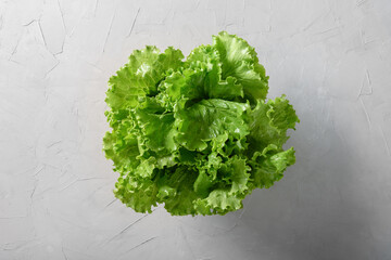 Fresh home-grown green lettuce salad leaves on gray background. View from above.