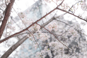 Cherry blossoms in Japan