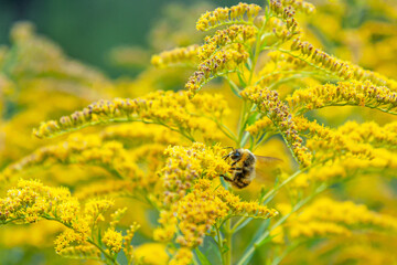 floral background of bumblebee on flowering solidago virgaurea close up shallow depth of field