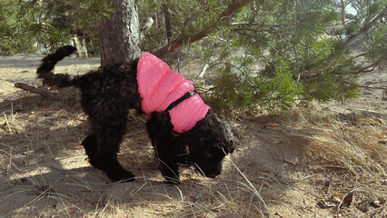 Black toy poodle puppy sniffing sand and grass under fir tree. Dog walking and smelling sandy...