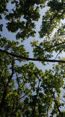 Beautiful canopy of an oak forest