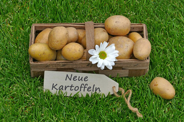 Ein Korb mit neuer Ernte von Kartoffeln.