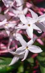 Obraz premium Jasmine flower (Jasminum officinale), blooming with sunlight 