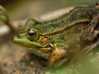Macro Frog Eye