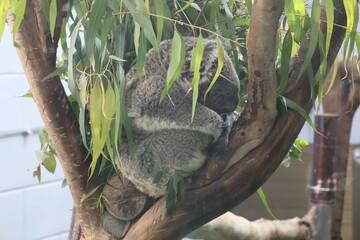 koala