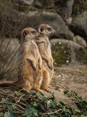 Meercat Twins