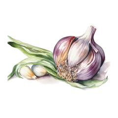 Illustration watercolor of garlic, on transparent background with png file. Cut out background.