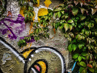 wall with ivy and silver gold contrasting colors graffiti

