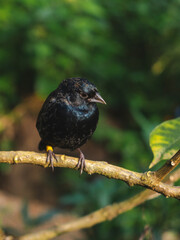 Blackbird on a branch