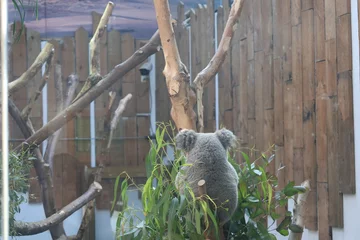 Wandcirkels aluminium koala on a tree © 焕 孙