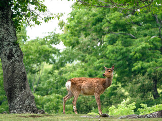 Japanese spotted deer in the forest