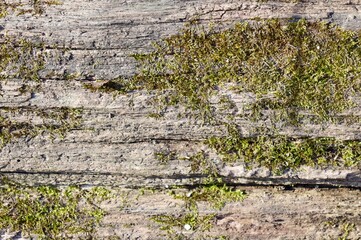 A close view of the old wood bark on the trunk.
