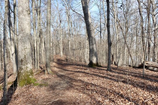 The long empty hiking trail in the forest.