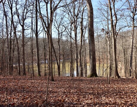 A view of the lake though the bare trees in the woods.