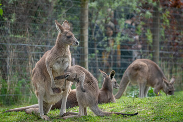 Paris, France - 04 06 2024: The menagerie, the zoo of the plant garden. View of a mother giant kangaroo and it's baby.