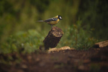 great tit on the branch (Parus major)