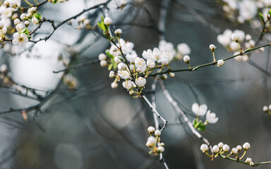 closeup of a young plant on branch in spring