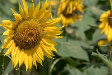 Close-up of a sunflower growing in a field of sunflowers during a nice sunny summer day with some clouds.