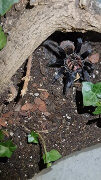 Captived tarantula